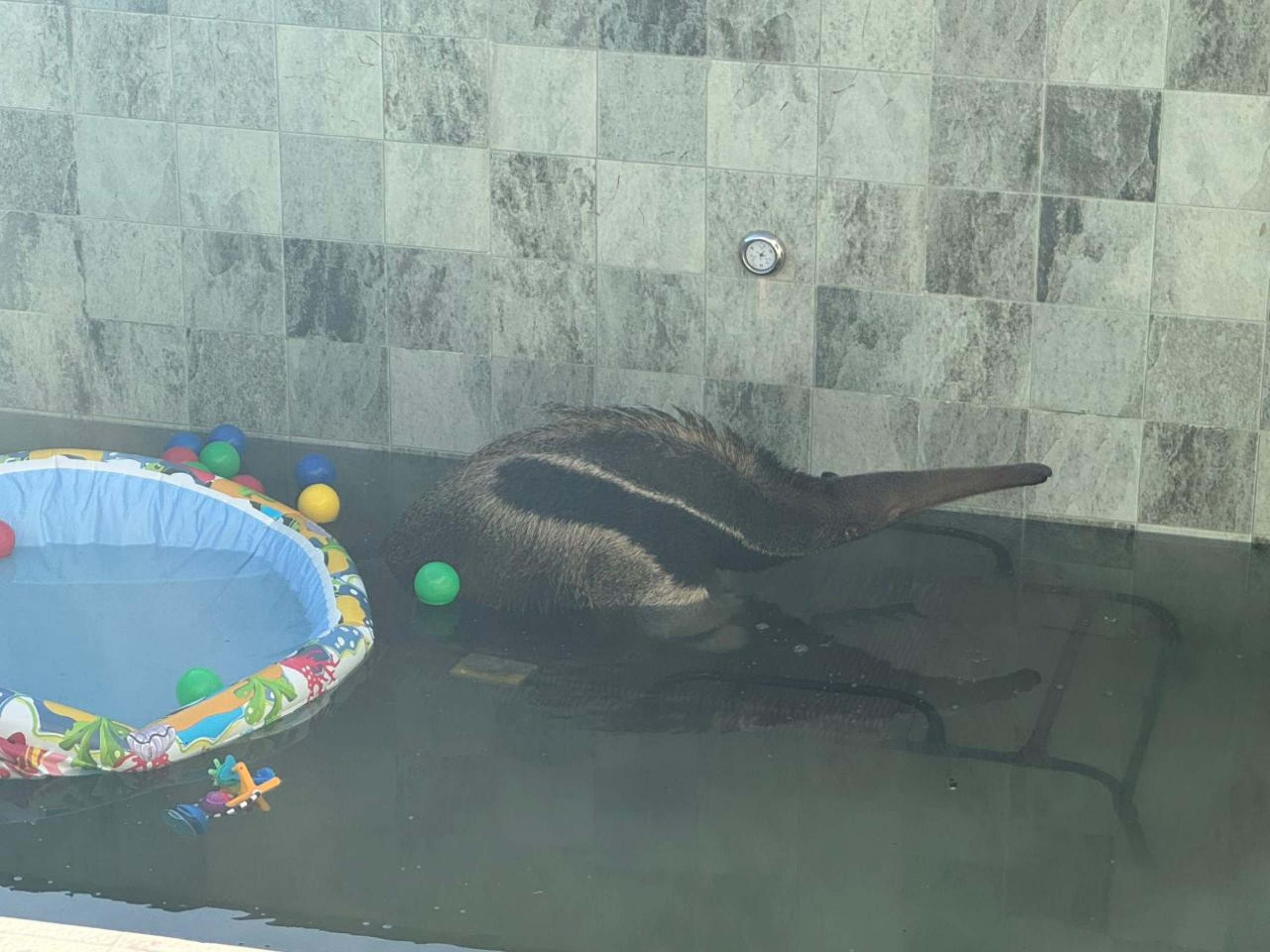 Tamanduá-bandeira é resgatado em piscina no Jardim Botânico. Veja vídeo: