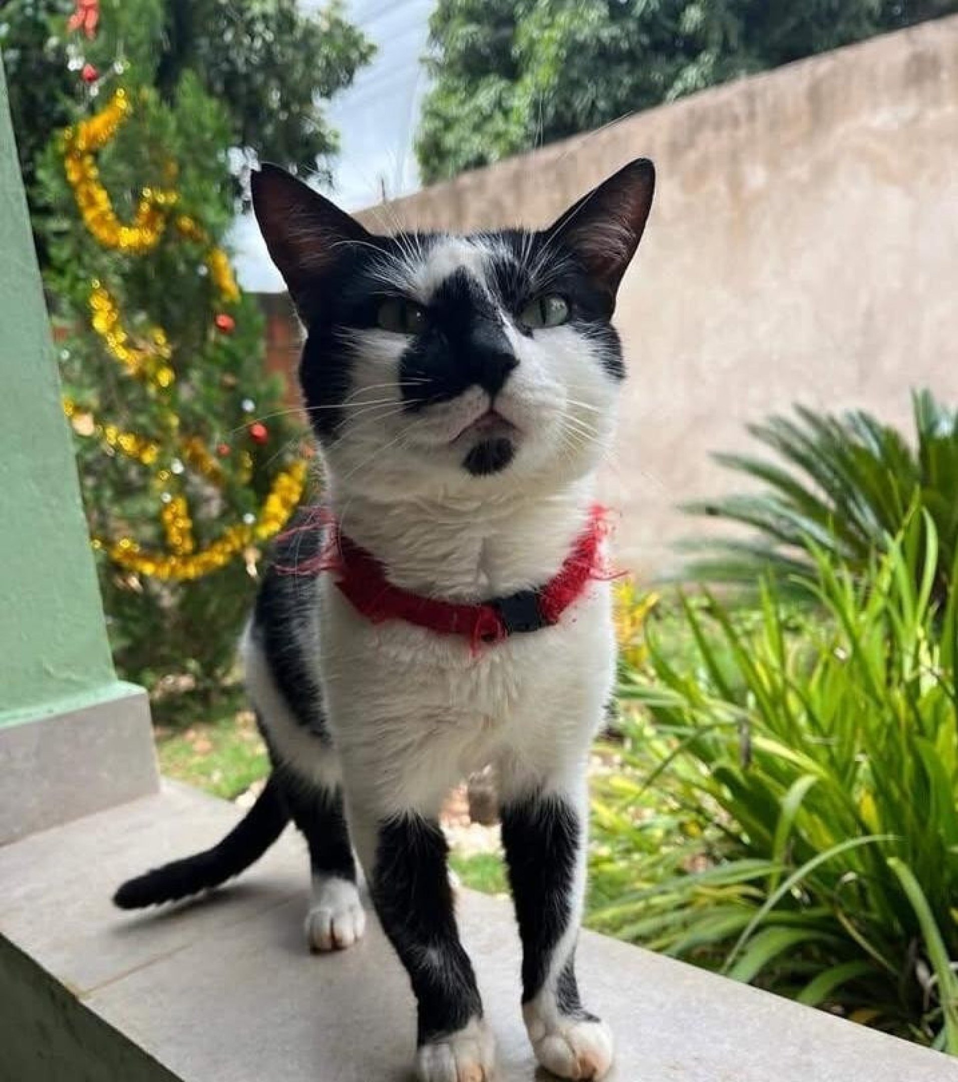 Gato desaparecido depende de rem&eacute;dios controlados 