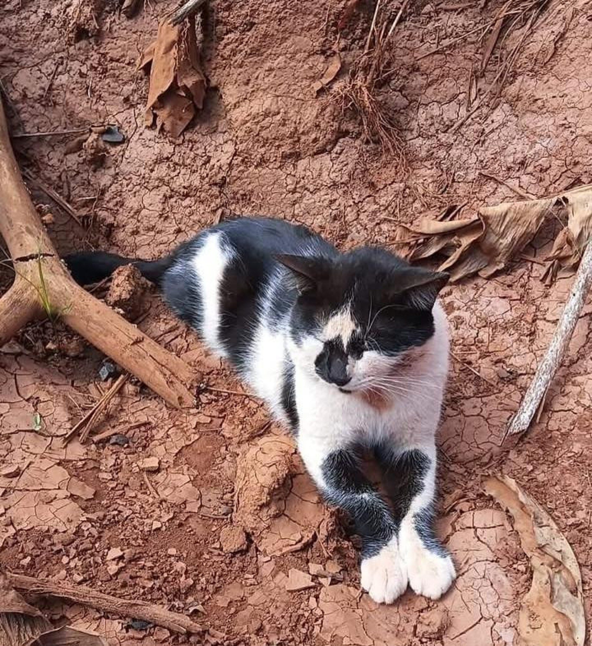 Gato desaparecido depende de rem&eacute;dios controlados 