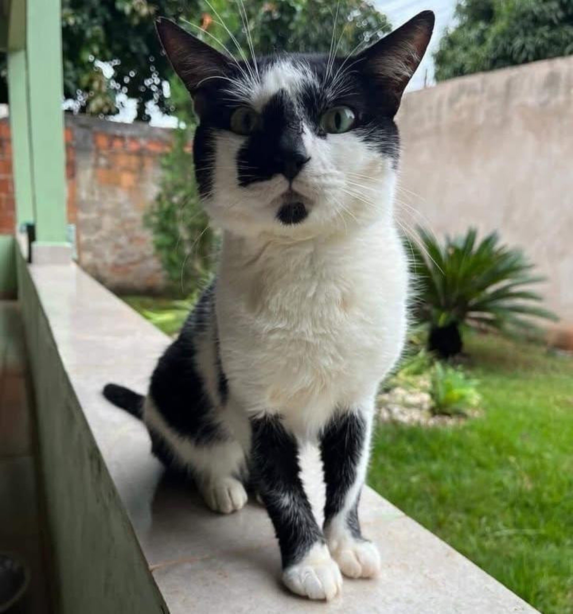Gato desaparecido depende de rem&eacute;dios controlados 