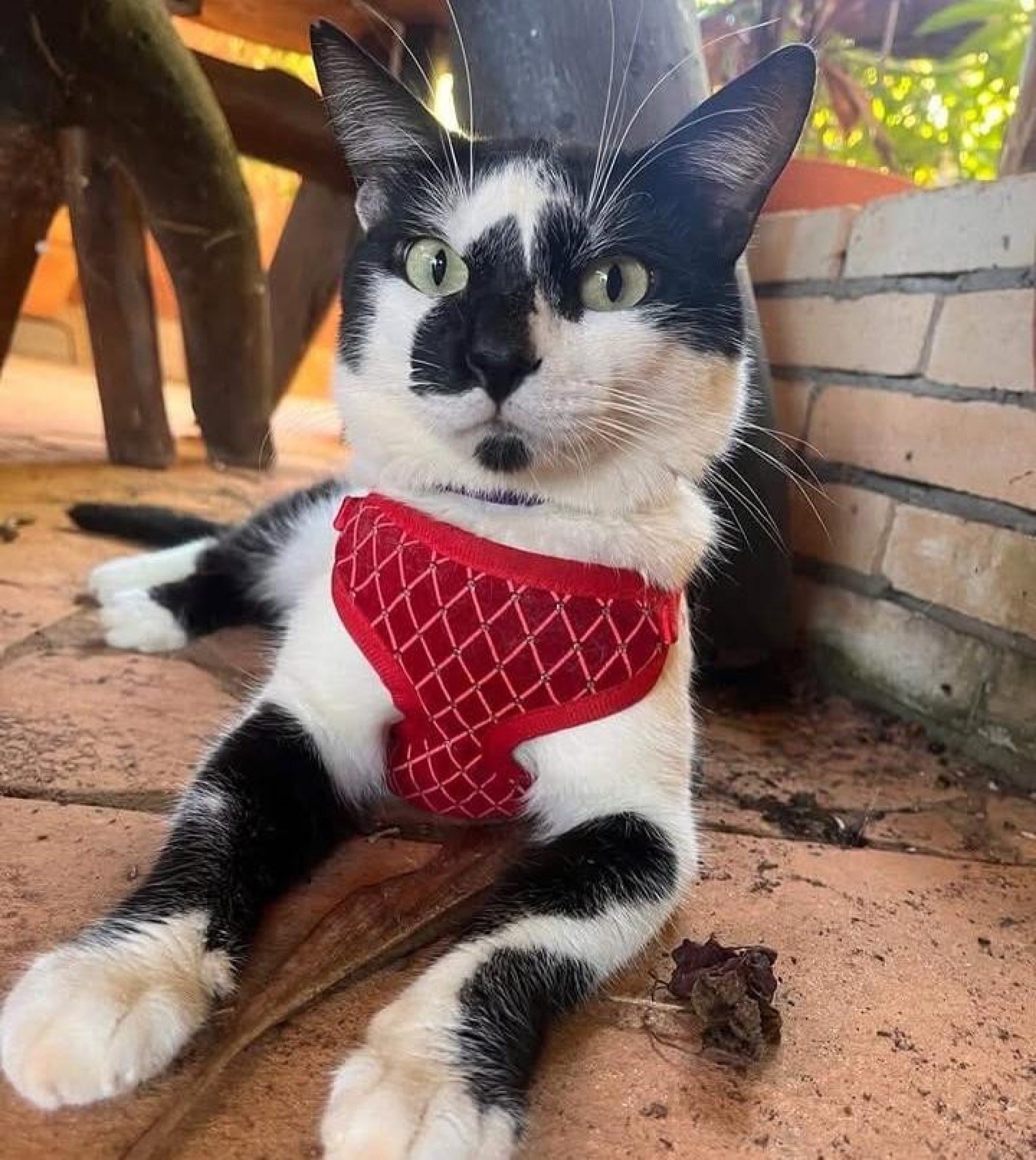 Gato desaparecido depende de rem&eacute;dios controlados 