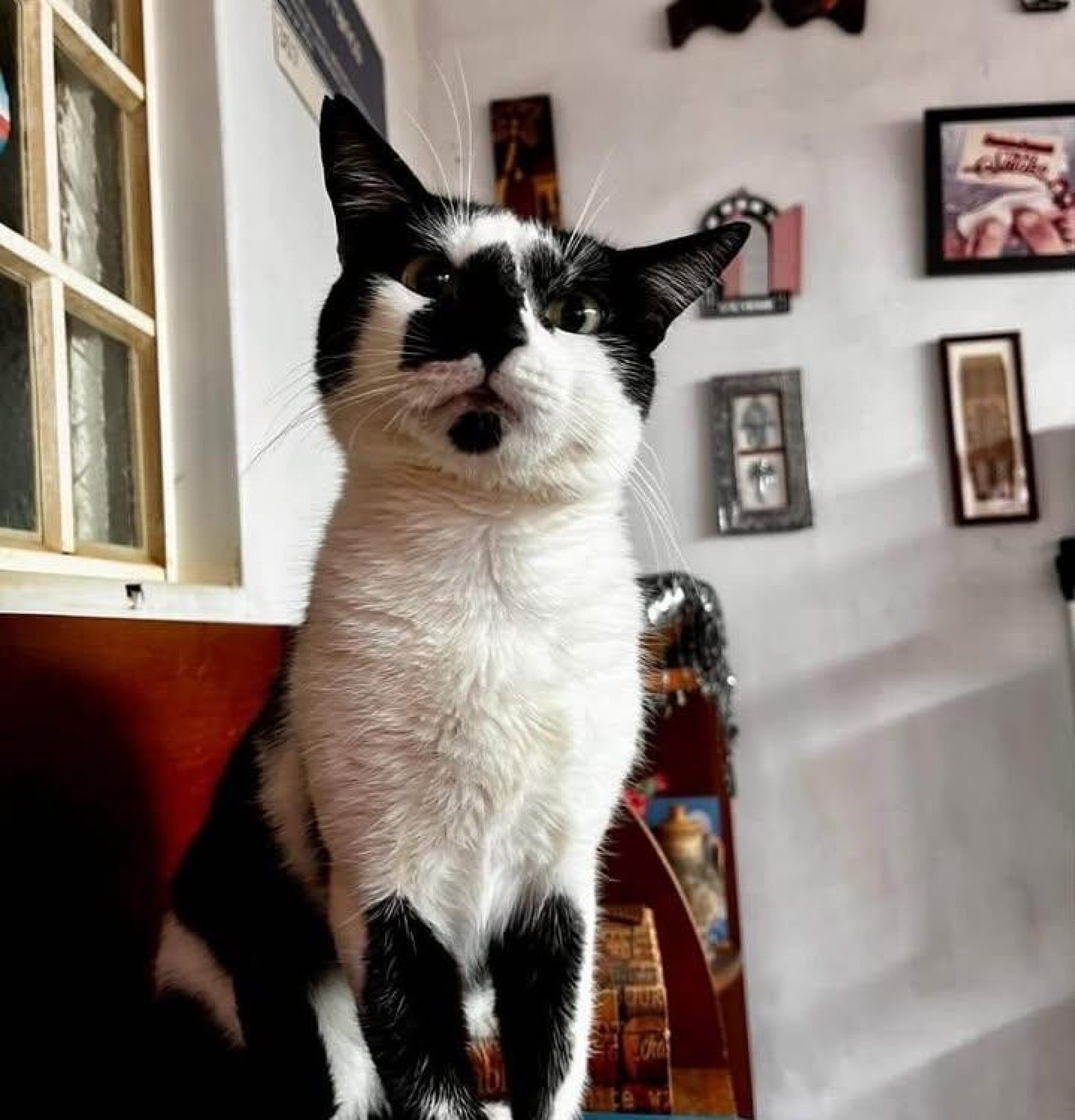 Gato desaparecido depende de rem&eacute;dios controlados 