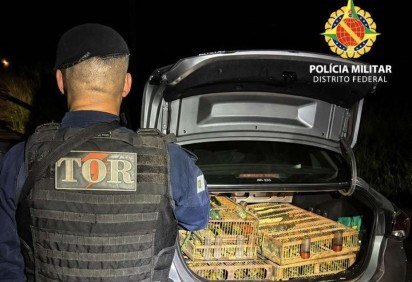 Polícia Militar do DF intercepta tráfico internacional de pássaros -  (crédito: PMDF) -Polícia Militar do DF intercepta tráfico internacional de pássaros -  (crédito: PMDF)