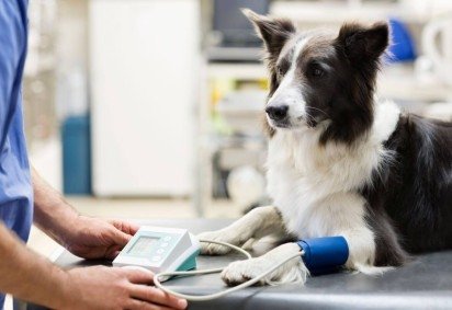 Cães e gatos também podem desenvolver pressão alta (Imagem: KOTOIMAGES | Shutterstock)
 -  (crédito: EdiCase) -Cães e gatos também podem desenvolver pressão alta (Imagem: KOTOIMAGES | Shutterstock)
 -  (crédito: EdiCase)