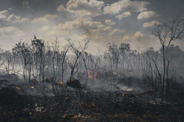 Mais da metade da área desmatada no país em 2025 faz parte do Cerrado -  (crédito: Vladimir Luz)
