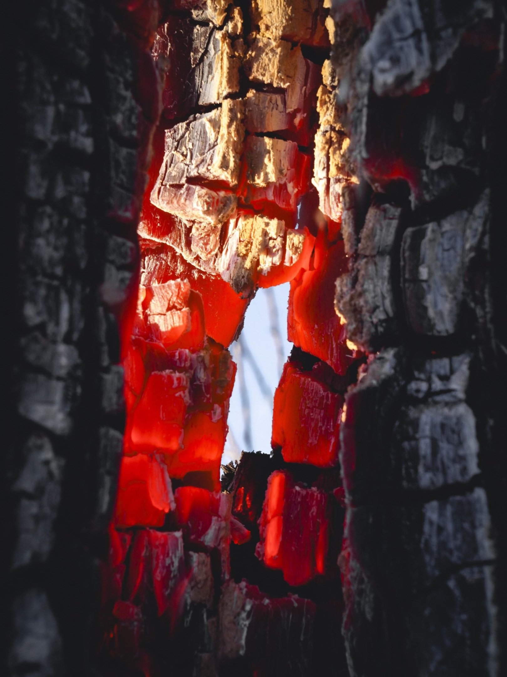  Cerrado em chamas foi tema do trabalho de Vladimir Luz no Parque Floresta dos Pinheiros, no Parano&aacute;