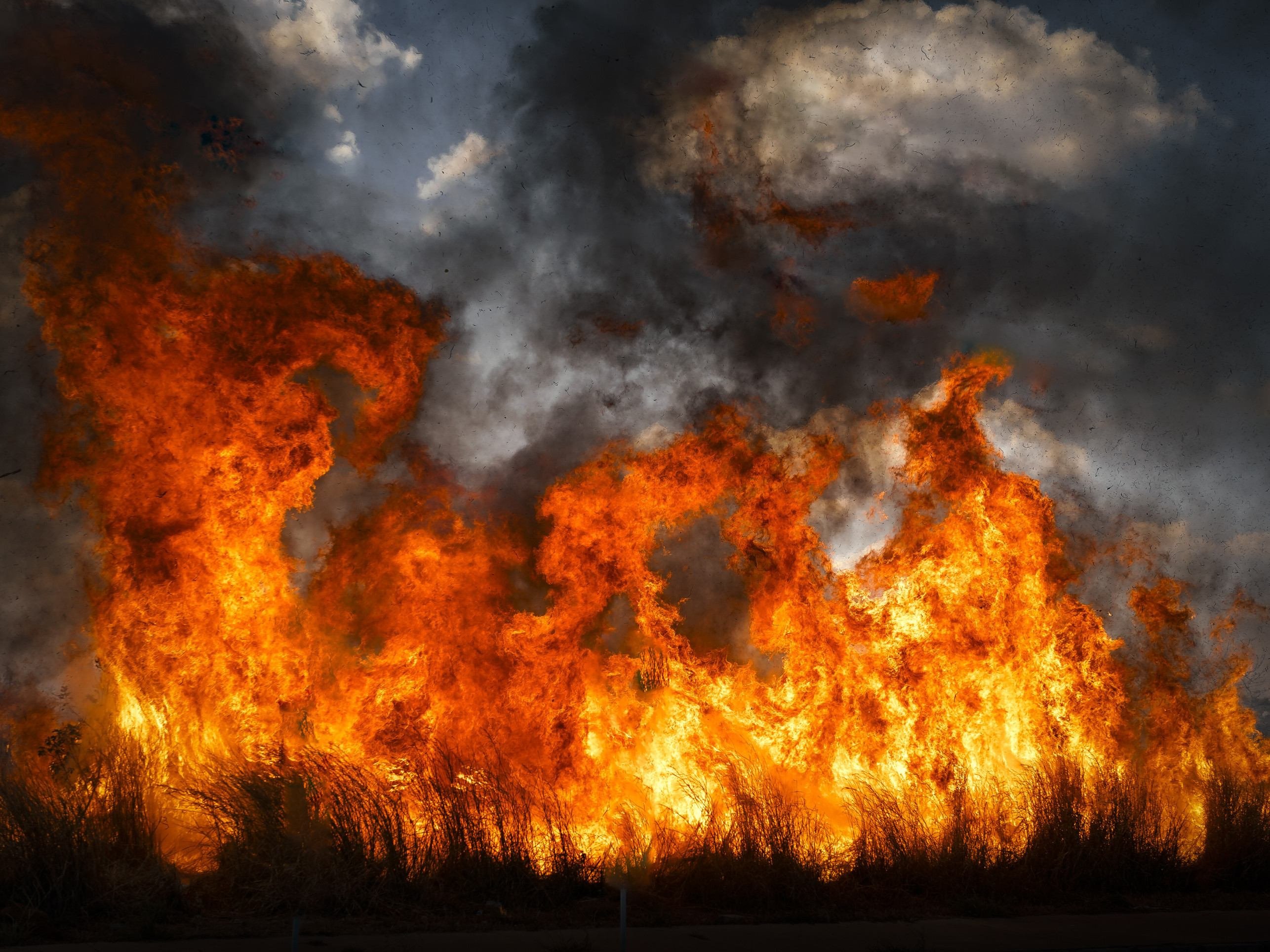Cerrado em chamas foi tema do trabalho de Vladimir Luz no Parque Floresta dos Pinheiros, no Parano&aacute;