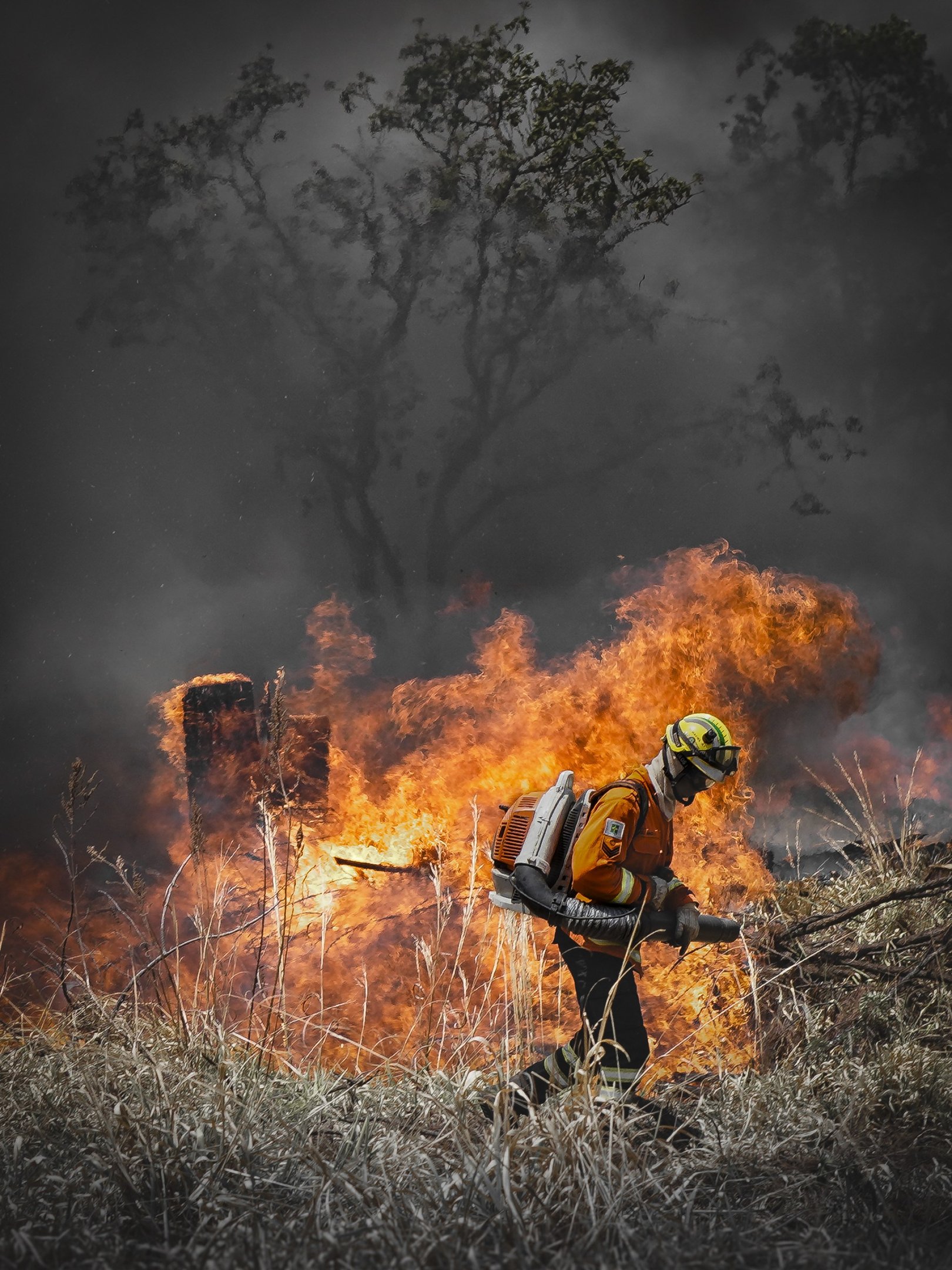 Cerrado em chamas foi tema do trabalho de Vladimir Luz no Parque Floresta dos Pinheiros, no Parano&aacute;