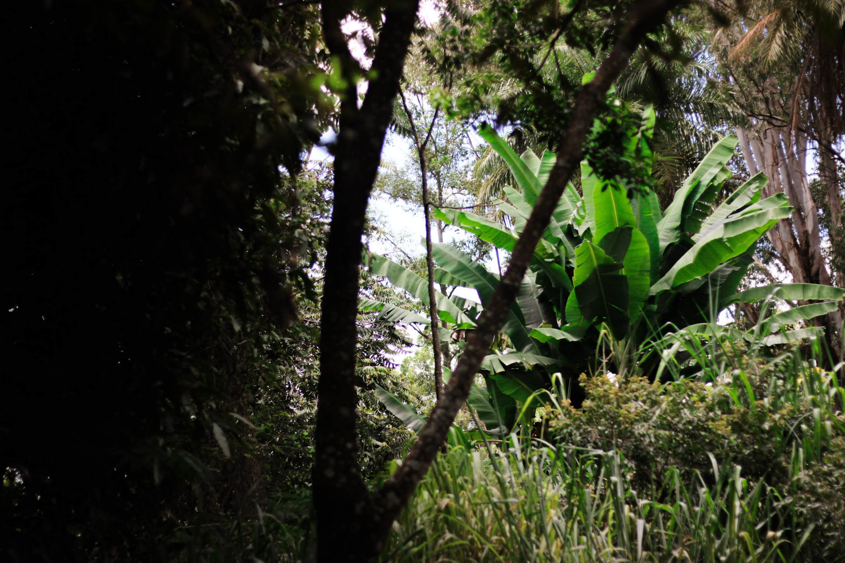 Denize Passos construiu um ensaio baseado na ideia de colheita &mdash; de plantas e de aprendizados