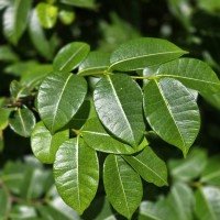 A pesquisa identificou que a espécie neutraliza o vírus em diferentes etapas, dificultando a resistência da doença. -  (crédito: pexels/divulgação)