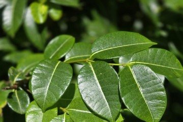 A pesquisa identificou que a espécie neutraliza o vírus em diferentes etapas, dificultando a resistência da doença. -  (crédito: pexels/divulgação)