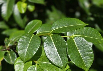 Copaifera lucens  -  (crédito: pexels/divulgação)