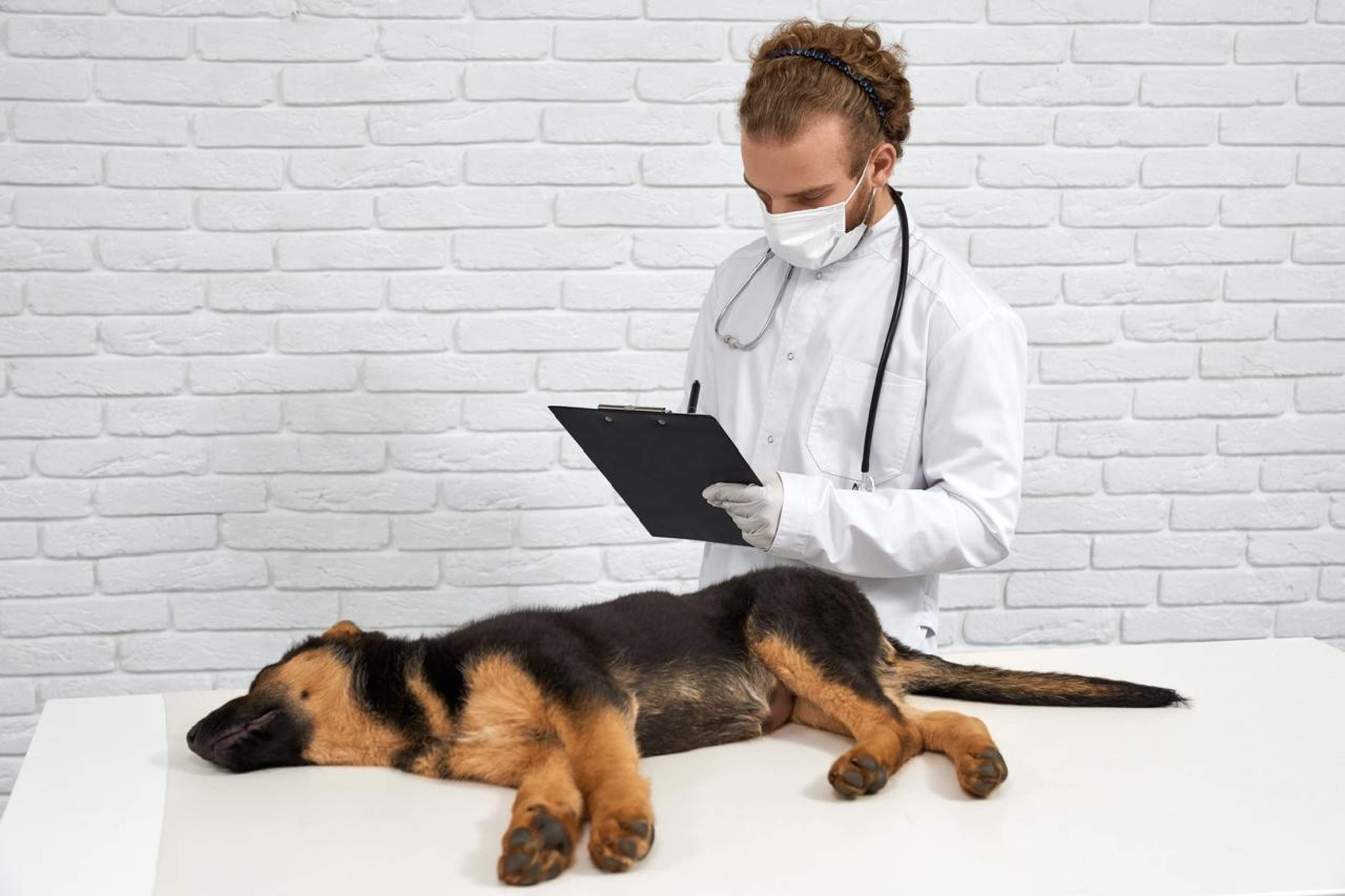 Os riscos das doenças sexualmente transmissíveis em cães e gatos