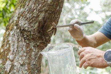 A espécie comumente é encontrada em vegetações, especialmente em árvores -  (crédito: Jhonatan Cantarelle/Agência Saúde DF)