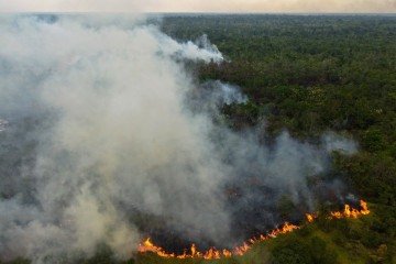 No acumulado de agosto de 2025 a junho de 2026, os avisos de desmatamento na Amazônia caíram 37,2% se comparados ao mesmo intervalo do calendário anterior - (crédito: AFP) No acumulado de agosto de 2025 a junho de 2026, os avisos de desmatamento na Amazônia caíram 37,2% se comparados ao mesmo intervalo do calendário anterior - (crédito: AFP)