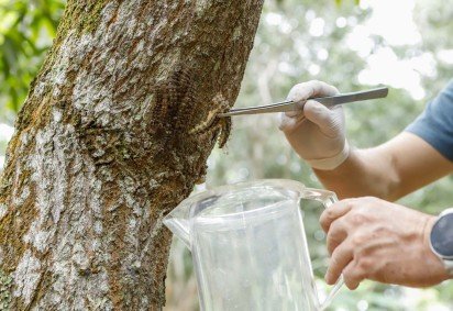 Acidentes com lagartas ocorrem pelo contato do indiv&iacute;duo com o animal