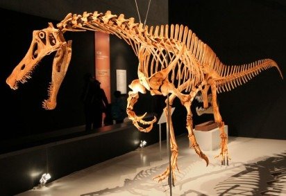Um dos casos mais emblemáticos envolve o Irritator challengeri, dinossauro que viveu há cerca de 116 milhões de anos na região do sertão cearense. -  (crédito: Flickr - Kabacchi) -Um dos casos mais emblemáticos envolve o Irritator challengeri, dinossauro que viveu há cerca de 116 milhões de anos na região do sertão cearense. -  (crédito: Flickr - Kabacchi)