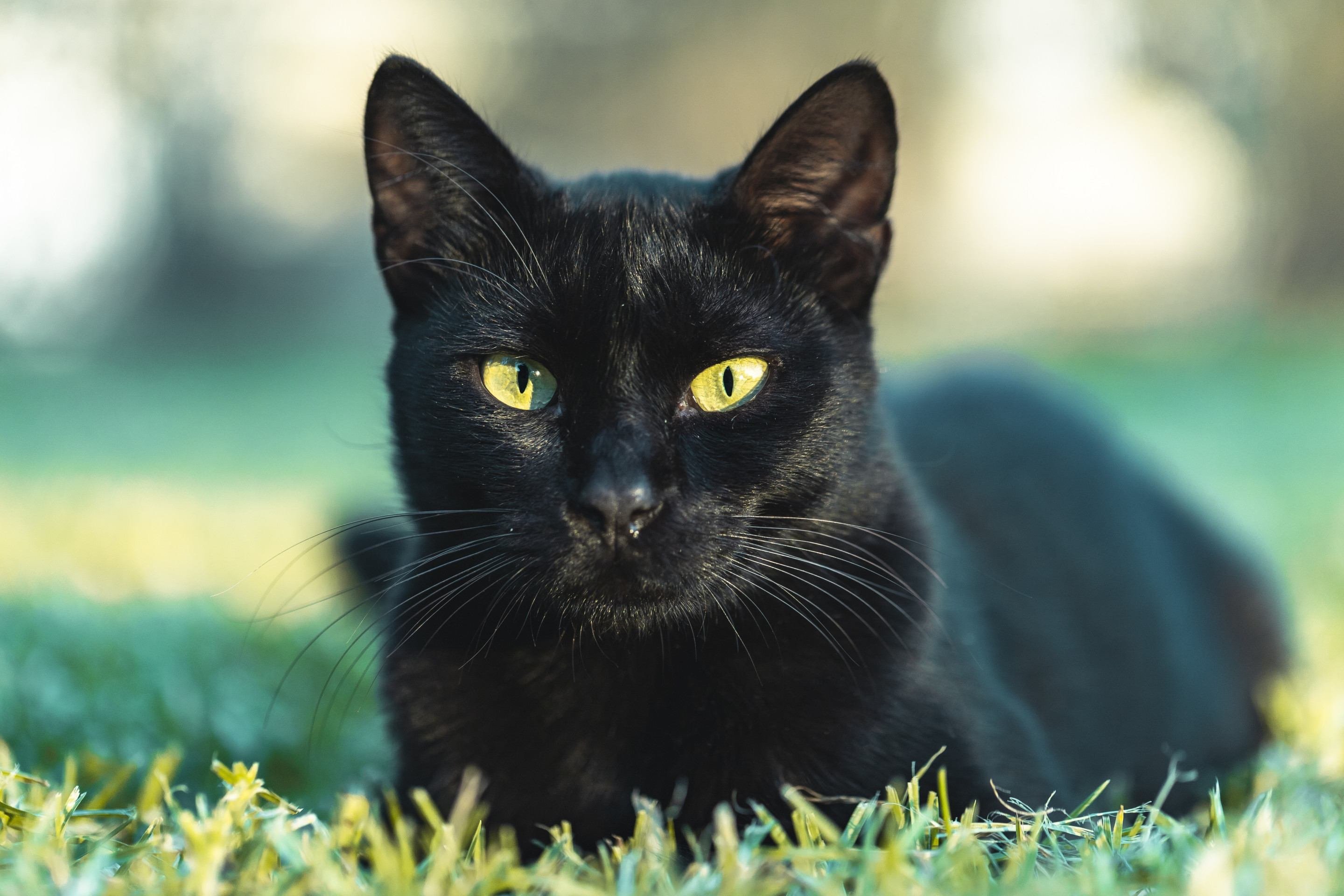 Mito do felino preto: s&atilde;o associados ao azar e &agrave; resist&ecirc;ncia ao Sol 