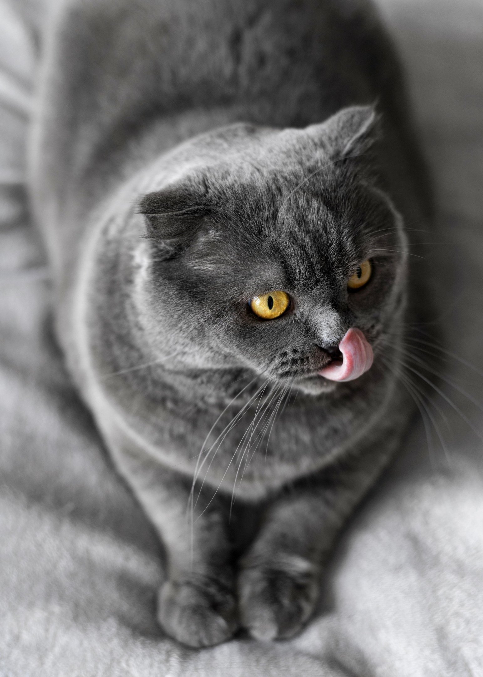 Mito do gato cinza: s&atilde;o mais calmos