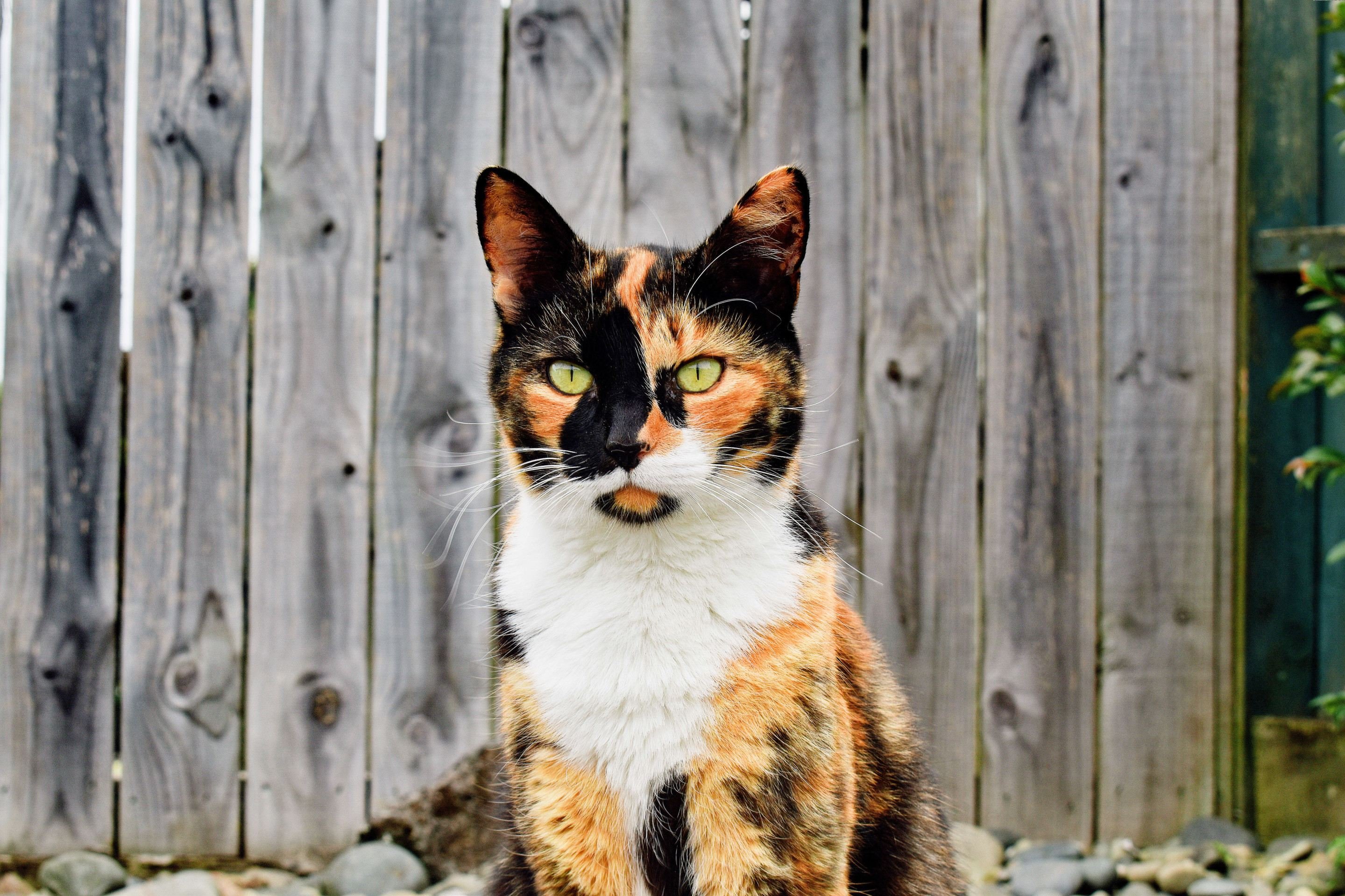 Mito do gato tricolor: s&atilde;o conhecidos pela maioria ser f&ecirc;mea, por&eacute;m h&aacute; casos de gatos machos