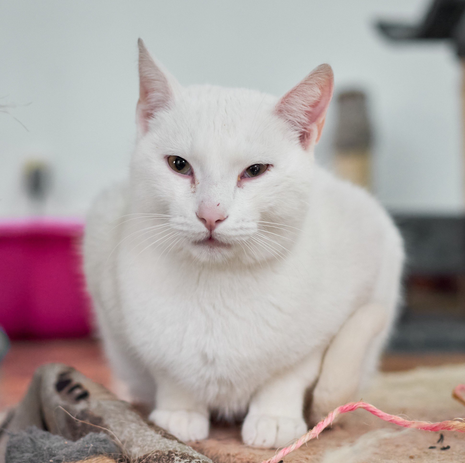 Mito parcial do gato branco: s&atilde;o mais doentes (sensibilidade ao sol e predisposi&ccedil;&atilde;o &agrave; surdez)