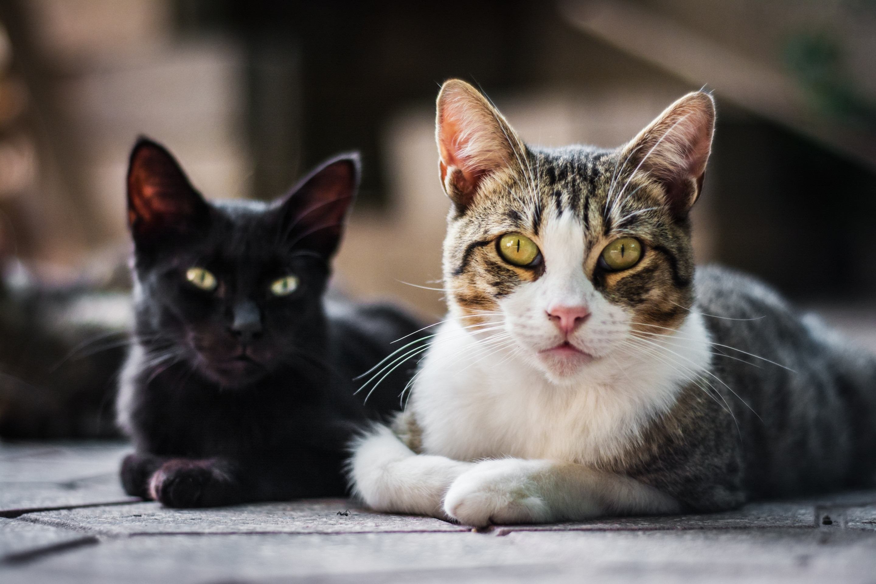 Mitos sobre cores de gatos associam pelagens a personalidades ou sorte -  (crédito: Freepik)