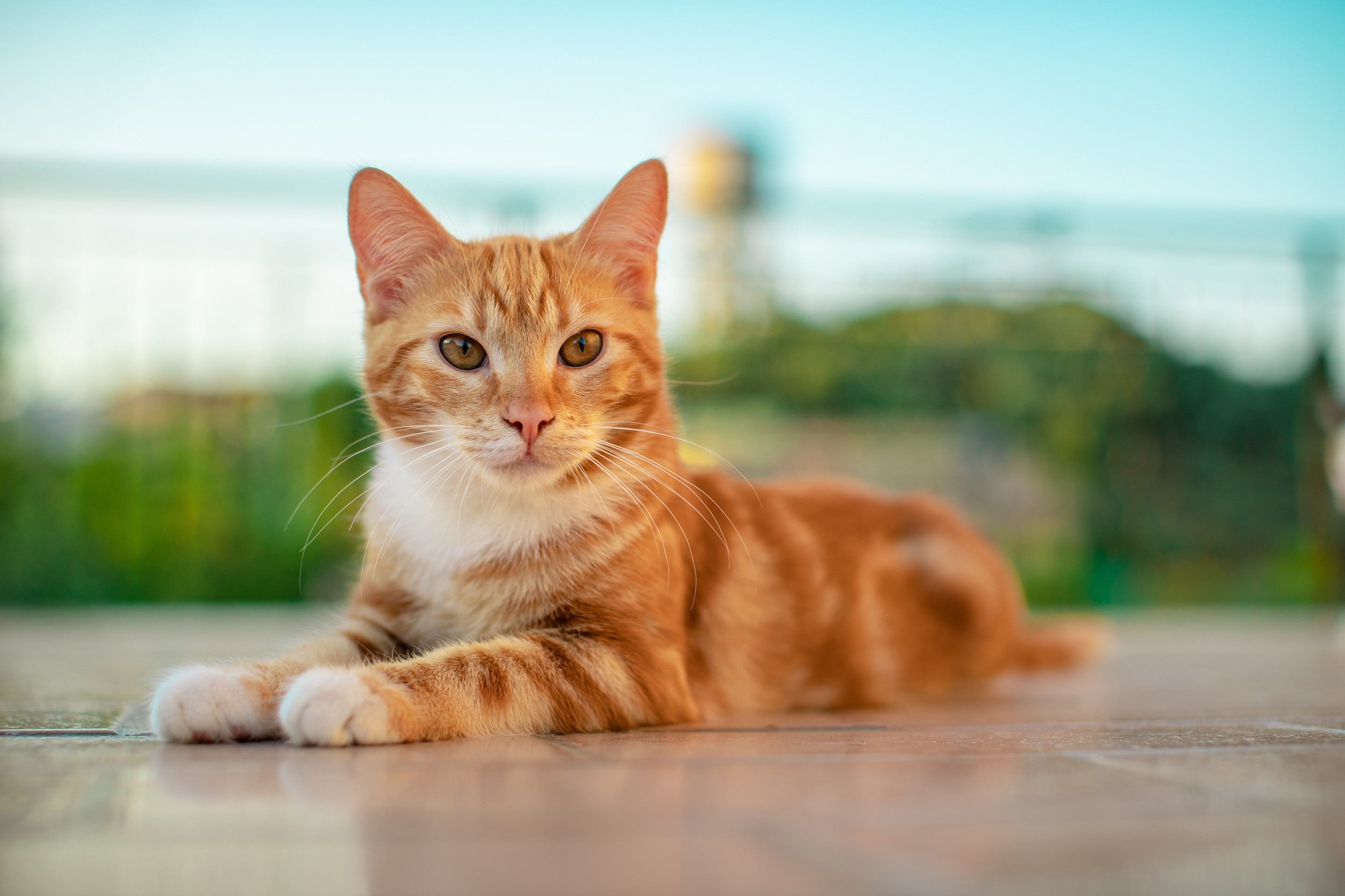 Mito do gato laranja: s&atilde;o conhecidos por serem agitados  (a percep&ccedil;&atilde;o se  d&aacute; pela maioria serem machos)