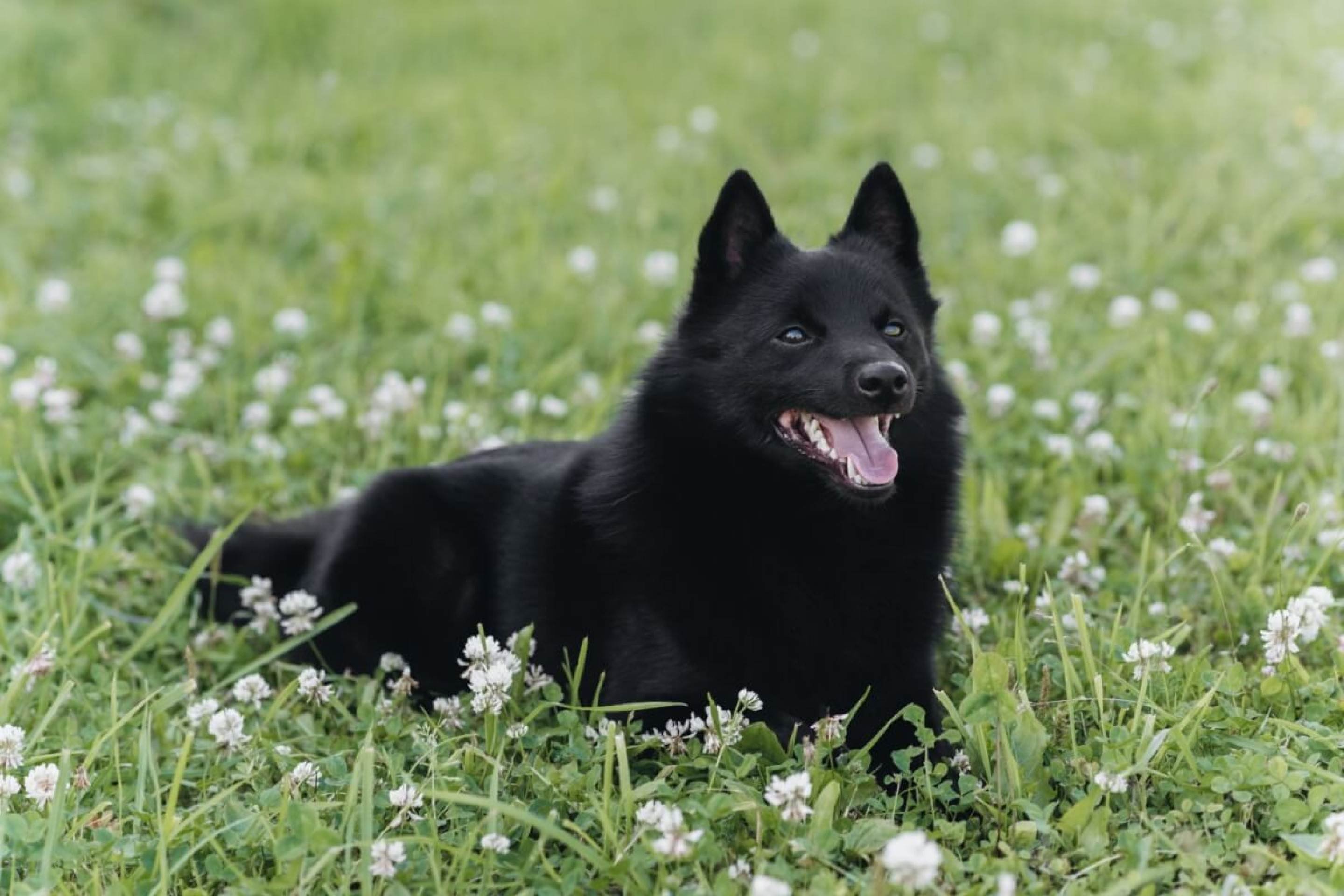 Schipperke: conheça as características do cachorro dessa raça 