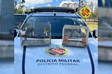 Os responsáveis foram autuados por crime contra a fauna (Art. 29 da Lei nº 9.605/98)  -  (crédito: Divulgação/PMDF)