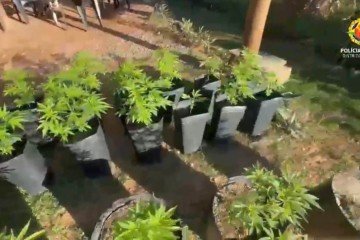 PMDF desarticula plantação de maconha e laboratório de refino no Lago Oeste -  (crédito: PMDF/Divulgação)