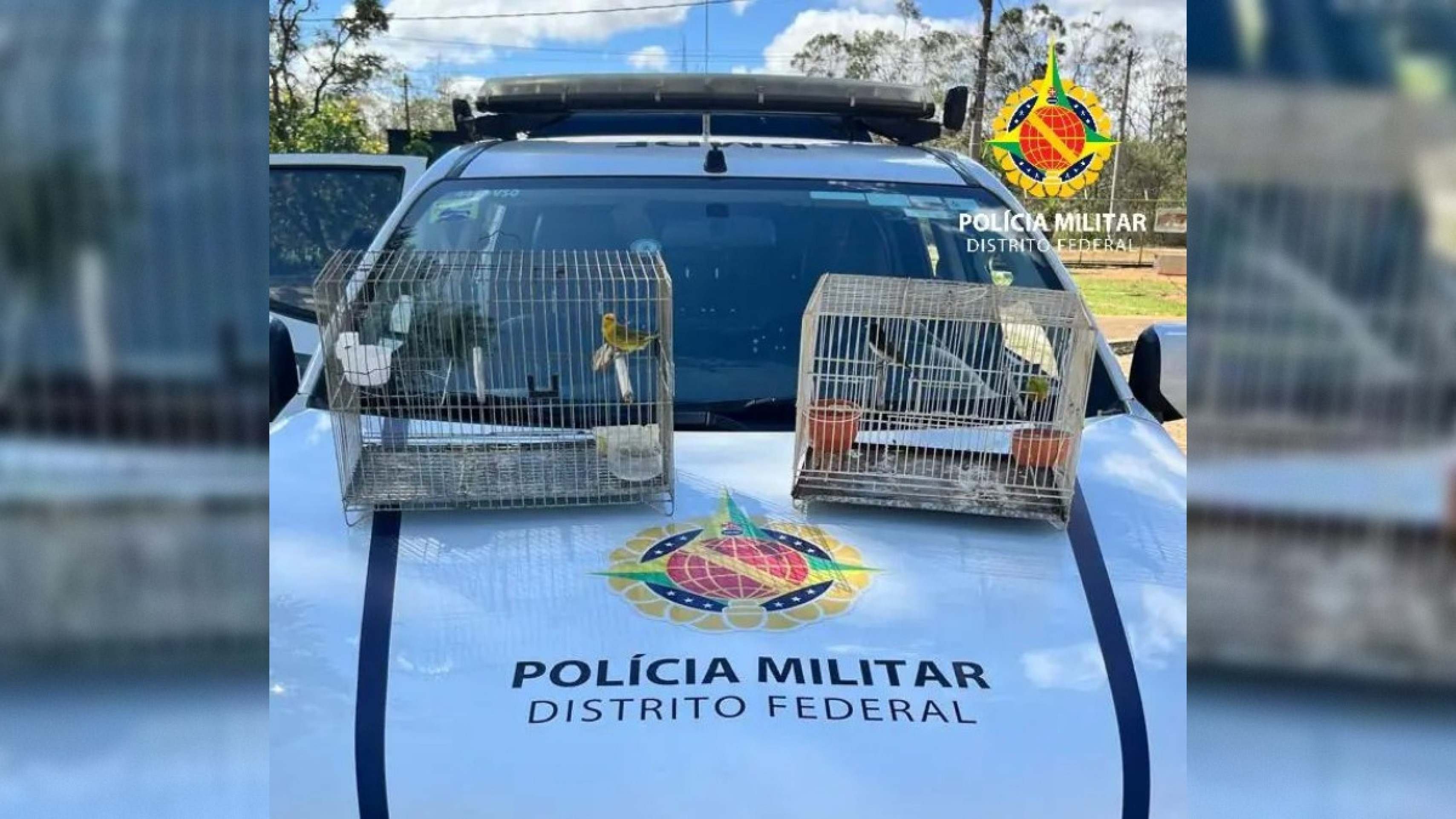 Aves são resgatadas de cativeiro no Sol Nascente