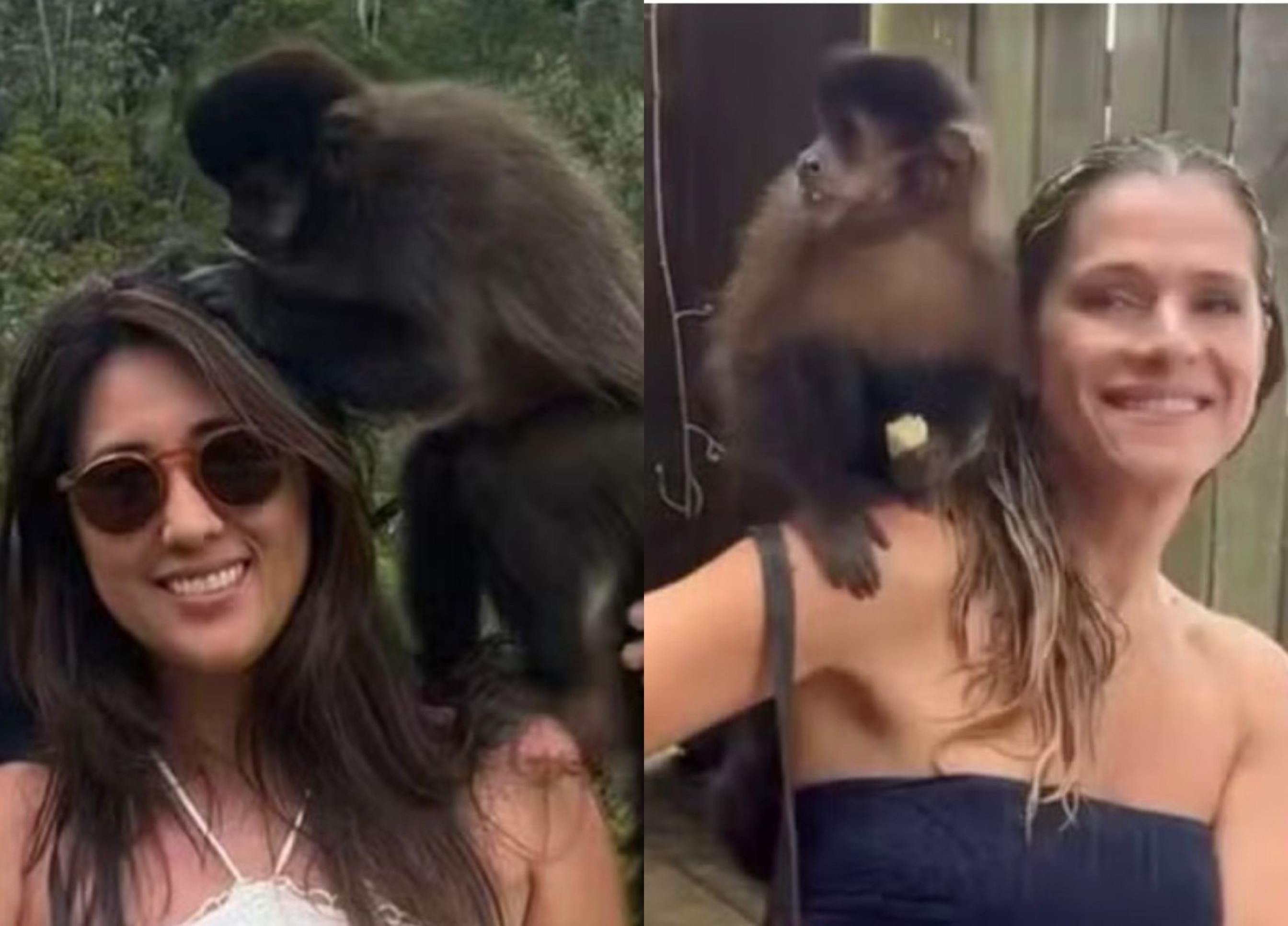 Denúncia de maus-tratos e suspeita de fraude envolve o macaco Katu, que participou de filme com Ingrid Guimarães