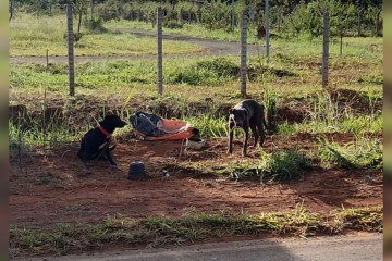 Os animais estavam amarrados a um ferro preso ao chão, sem água ou comida -  (crédito: Reprodução)