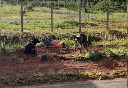 Os animais estavam amarrados a um ferro preso ao chão, sem água ou comida -  (crédito: Reprodução) -Os animais estavam amarrados a um ferro preso ao chão, sem água ou comida -  (crédito: Reprodução)
