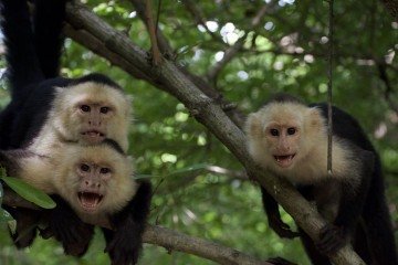 Macacos-pregos selvagens foram objeto do estudo por 33 anos -  (crédito: Susan Perry / Universidade da Califórnia, Los Angeles)