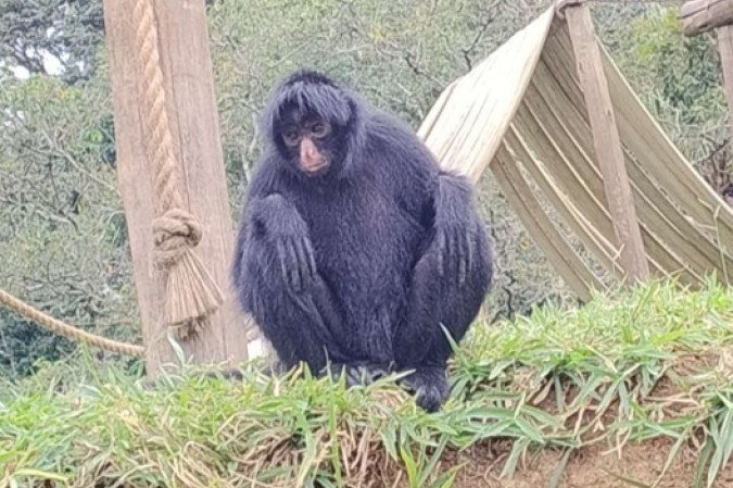 Macaco prego Juninho irá se encontrar com uma parceira após período de quarentena - (crédito: Divulgação/Zoológico de Brasília) Macaco prego Juninho irá se encontrar com uma parceira após período de quarentena - (crédito: Divulgação/Zoológico de Brasília)
