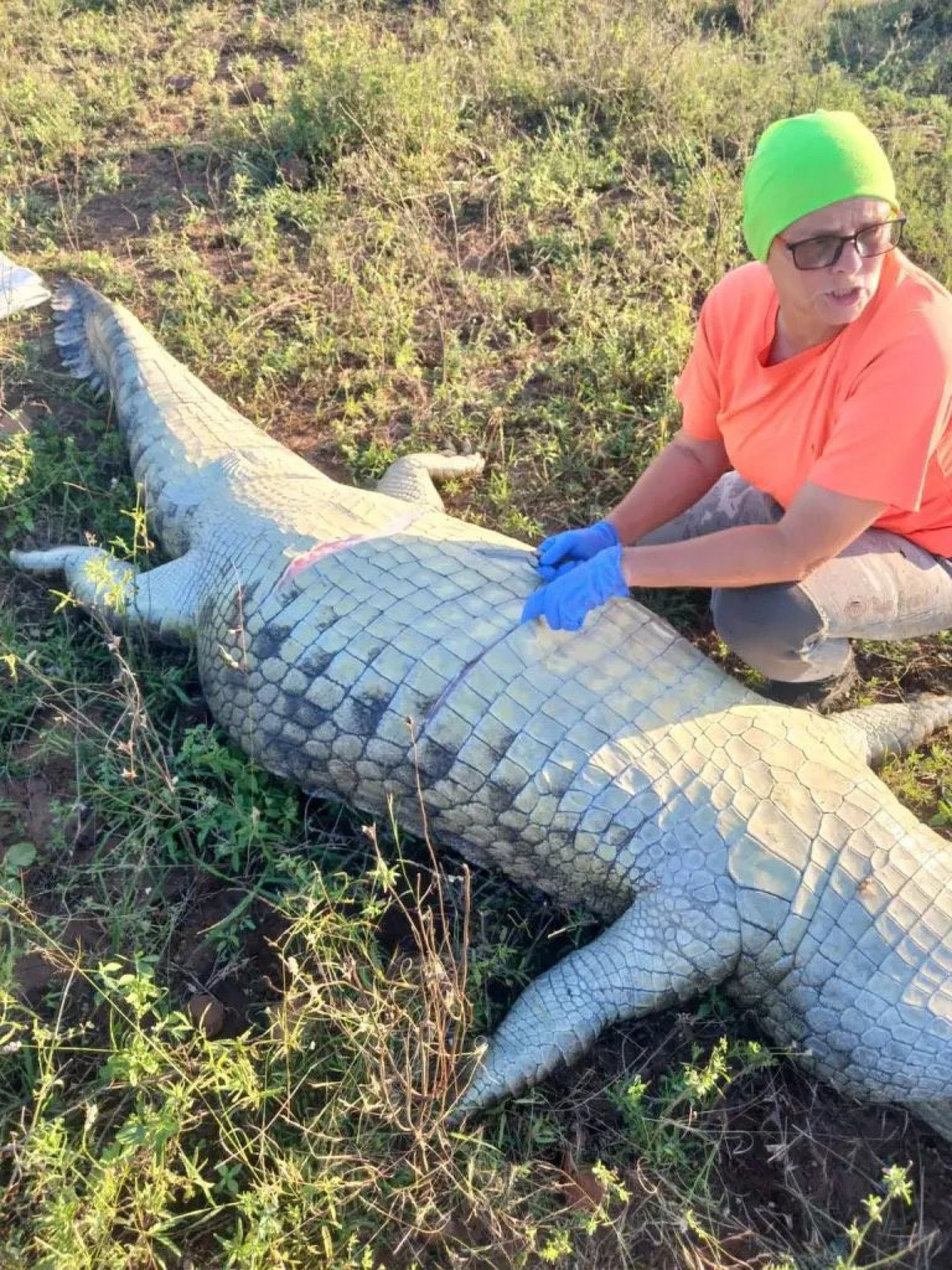 Crocodilo-do-Nilo passando por aut&oacute;psia