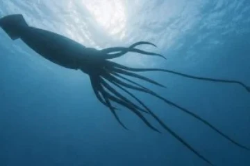 O registro ocorre após 25 anos sem sinais da espécie na região. Utilizando tecnologia de DNA ambiental em cânions submarinos, a expedição liderada pela Universidade da Austrália Ocidental mapeou a biodiversidade a mais de 4.500 metros de profundidade. -  (crédito: reprodução)