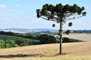 Worsleya procera, uma das espécies ameaçadas e protegida pelo acervo do Royal Botanic Gardens, nos Estados Unidos -  (crédito: Luiz Maffei/Divulgação )