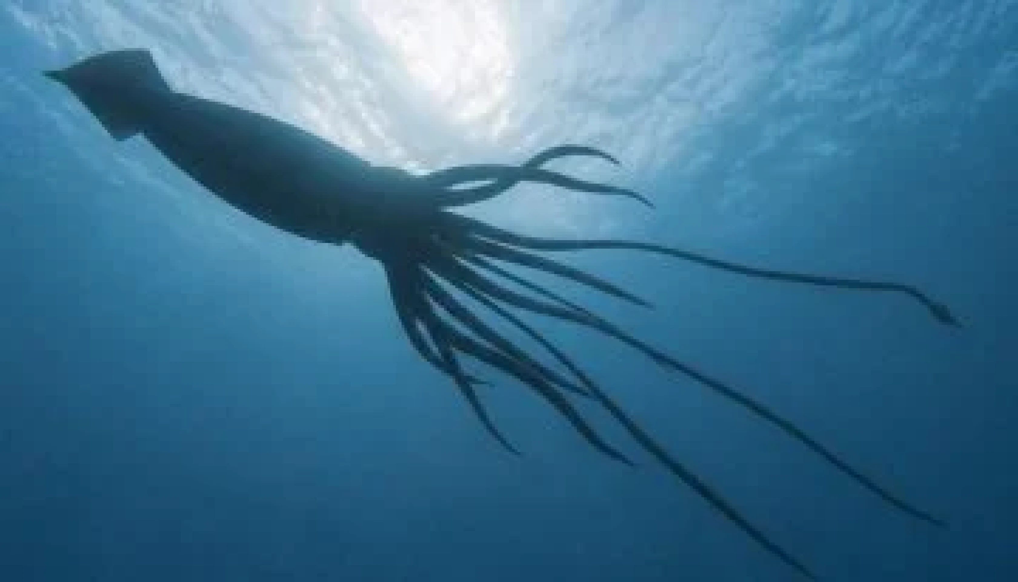 DNA revela presença de lula gigante nas profundezas do oceano