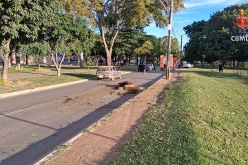 Animal morreu na via -  (crédito: CBMDF/Divulgação)
