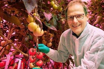 Estufas de alta tecnologia do país têm produtividade até cinco vezes maior que convencionais -  (crédito: Wageningen University & Research)