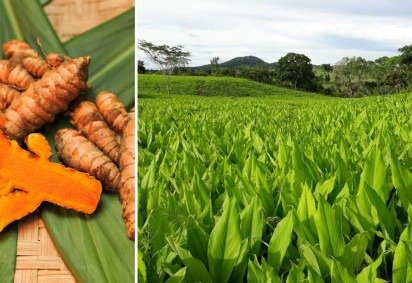 Terroir brasileiro transforma produtos regionais em identidade e experiência turística -  (crédito: Uai Turismo) -Terroir brasileiro transforma produtos regionais em identidade e experiência turística -  (crédito: Uai Turismo)