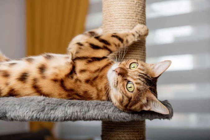 Adaptações simples no ambiente e momentos de interação ao longo do dia ajudam a gastar a energia do gato em casa (Imagem: Svetlana Rey | Shutterstock)
- (crédito: EdiCase) Adaptações simples no ambiente e momentos de interação ao longo do dia ajudam a gastar a energia do gato em casa (Imagem: Svetlana Rey | Shutterstock)
- (crédito: EdiCase)