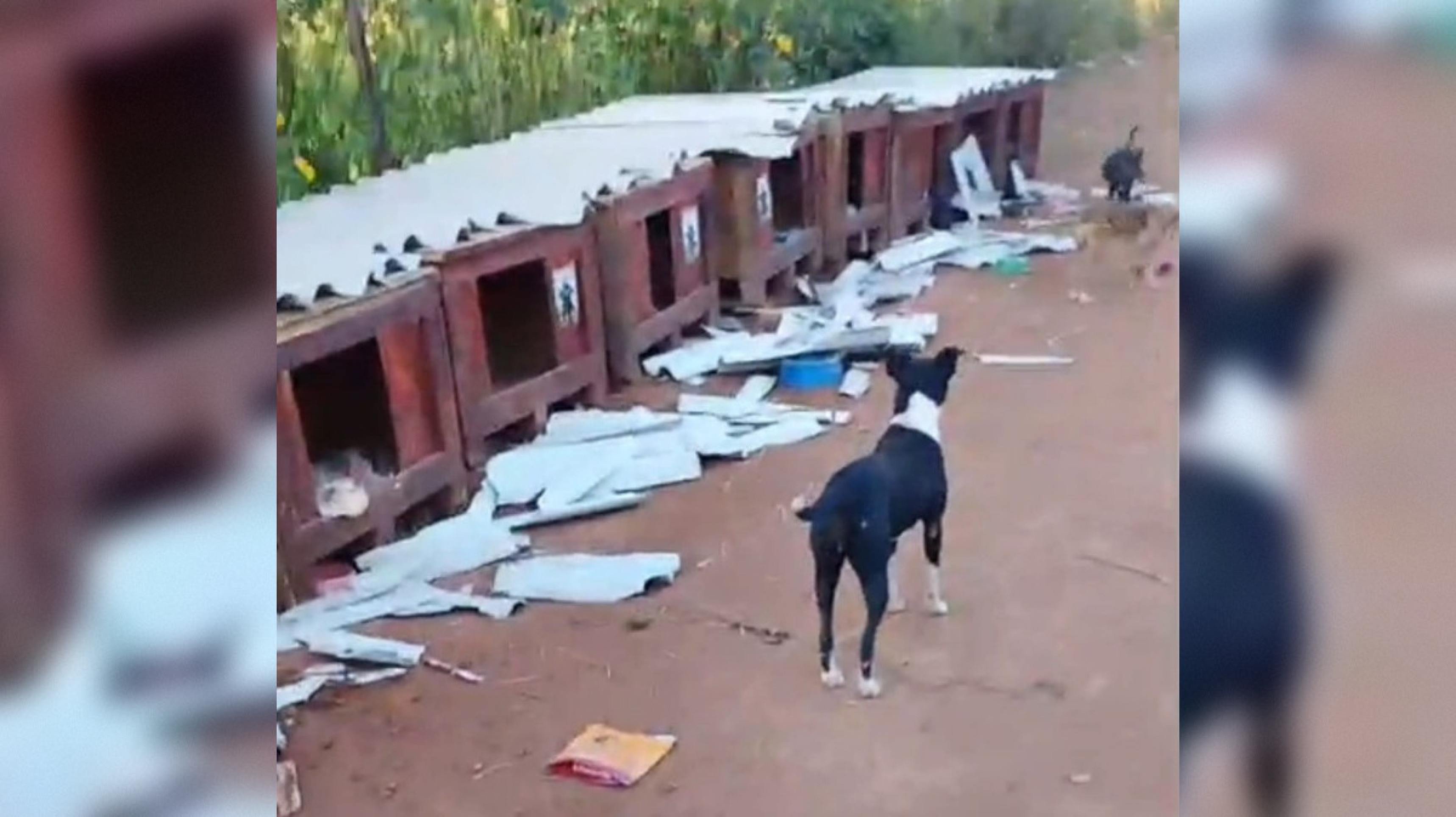 Abrigo com 60 cães é destruído em Ceilândia; polícia investiga