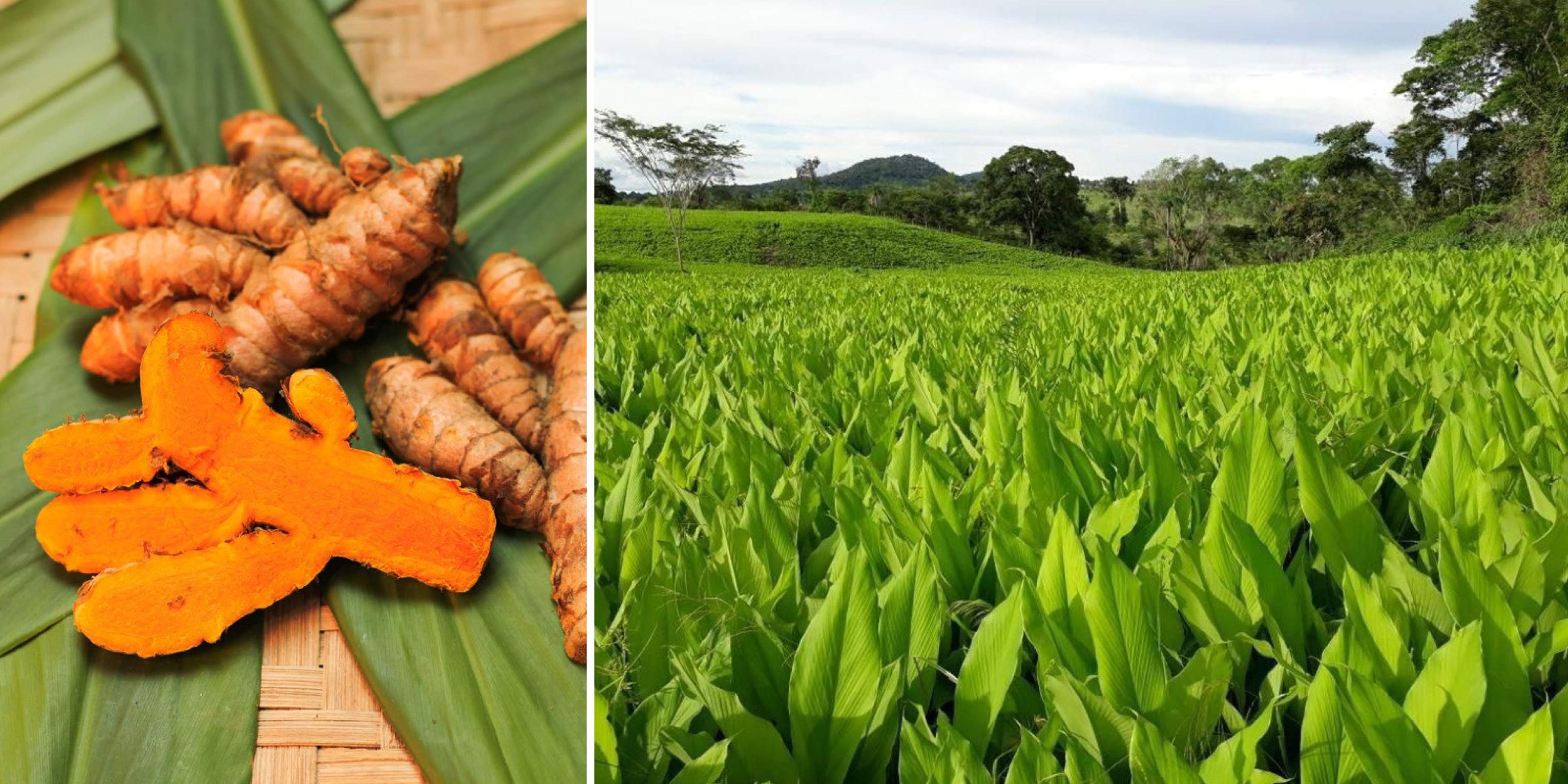 Terroir brasileiro transforma produtos regionais em identidade e experiência turística