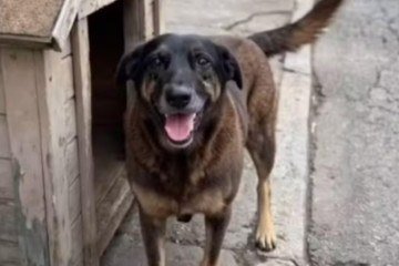 Após a exumação do cão Orelha, foram apontadas graves infecções na região do maxilar e inflamações nos cálculos dentários, mas nenhuma fratura craniana -  (crédito: Reprodução / Redes Sociais)