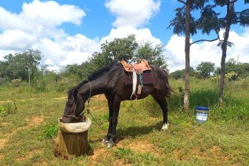 Letícia Lenon afirma que Flecha é conhecido na região por ser o único cavalo preto da área -  (crédito: Cedido ao Correio )