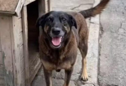 Após a exumação do cão Orelha, foram apontadas graves infecções na região do maxilar e inflamações nos cálculos dentários, mas nenhuma fratura craniana -  (crédito: Reprodução / Redes Sociais) -Após a exumação do cão Orelha, foram apontadas graves infecções na região do maxilar e inflamações nos cálculos dentários, mas nenhuma fratura craniana -  (crédito: Reprodução / Redes Sociais)