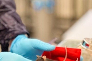 Técnica de edição mira mutação em gene - (crédito: Universidade de Zurique/Divulgação ) Técnica de edição mira mutação em gene - (crédito: Universidade de Zurique/Divulgação )